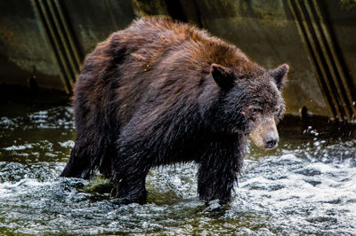 Close-up of brown bear walking in river