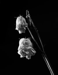 Close-up of flower against black background