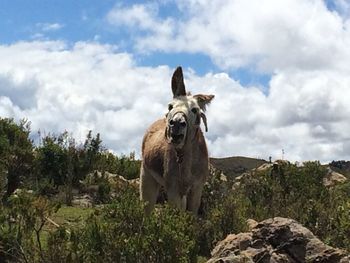 Horse standing on field against sky