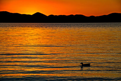 Silhouette swan swimming in lake against sunset sky