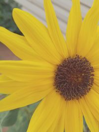 Close-up of yellow flower