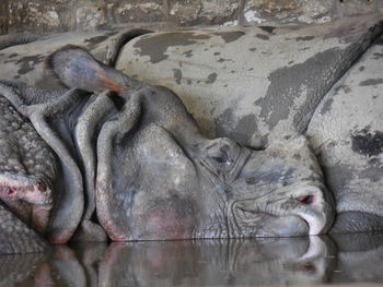Close-up of animal sleeping in lake