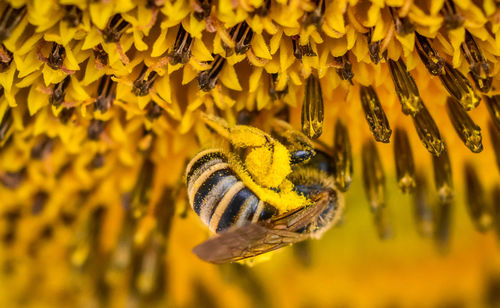 Close-up of bee pollinating on yellow flower