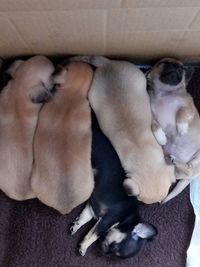 High angle view of puppy sleeping