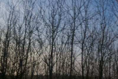 Bare trees against sky