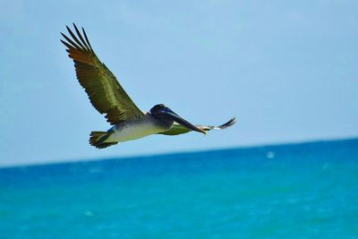 Close-up of bird flying over sea against clear sky