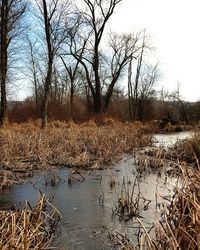 Bare trees by lake against sky