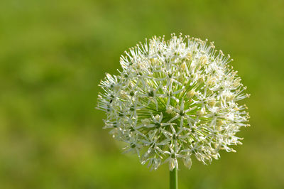 Close-up of white flowering plant