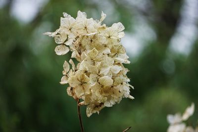 Close-up of white flowering plant