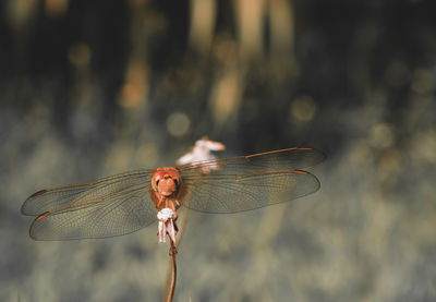 Close-up of dragonfly