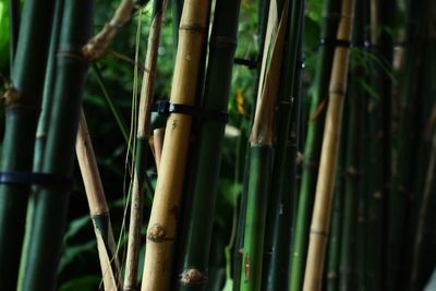 Close-up of bamboo plants in forest