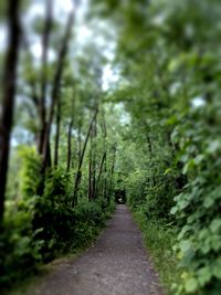 Footpath amidst trees in forest