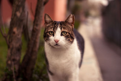 Close-up portrait of cat