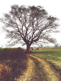 Bare trees on field