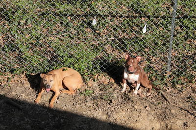 View of a dog lying on fence