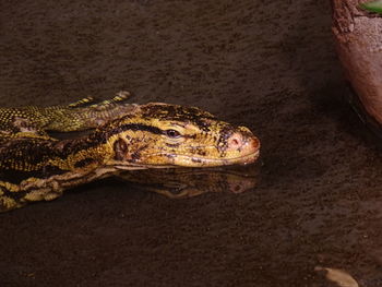 Close-up of a turtle