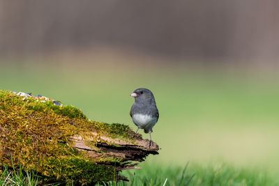 Bird perching on a field