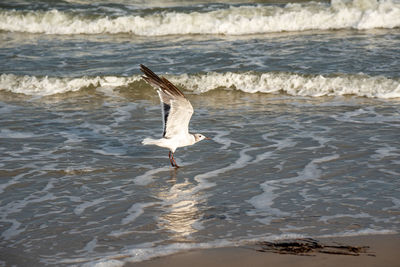 Seagull flying over the sea