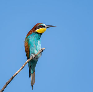 Low angle view of bird perching on branch against blue sky