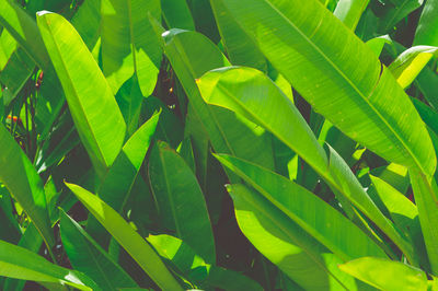 Full frame shot of leaves