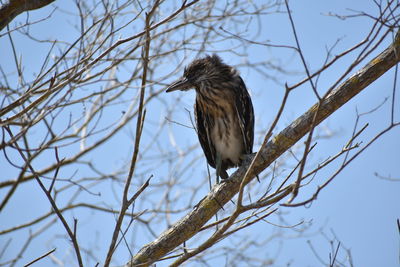 Low angle view of bird perching on bare tree against sky