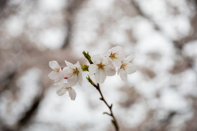 Close-up of white cherry blossom tree