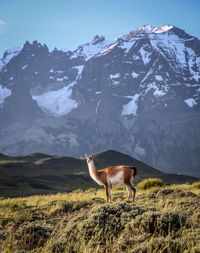 Horse standing on snowcapped mountain against sky