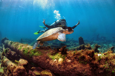 A woman doing scuba diving with a sea turtle near a shipwreck