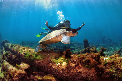 High angle view of fish swimming in sea