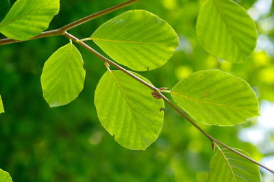 Close-up of green leaves