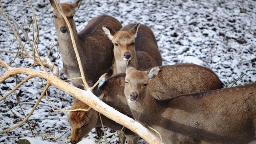 Close-up of deer on snow