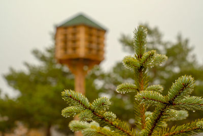Low angle view of plant against building