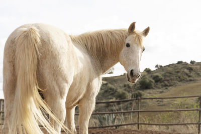 Beautiful unicorn horse nature