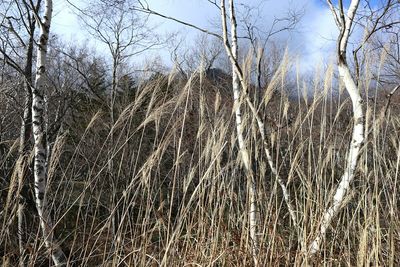 Bare trees on field in forest against sky