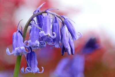 Close-up of purple flower