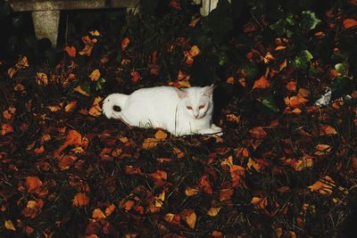White cat on autumn leaves