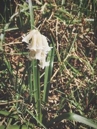 Close-up of white flowers blooming in field