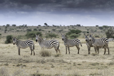 Zebra at amboseli national park