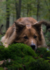 Close-up portrait of brown dog on grass