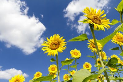 Low angle view of sunflower against sky