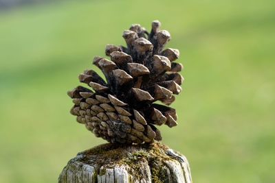 Close-up of pine cone on tree