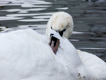 White swan swimming in lake