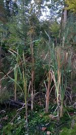 Trees growing in forest