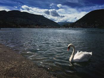 Swan swimming in lake against mountains