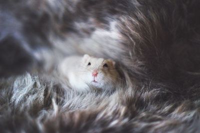 Close-up portrait of a cat