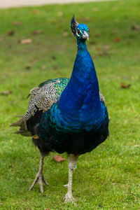 Close-up of peacock on field