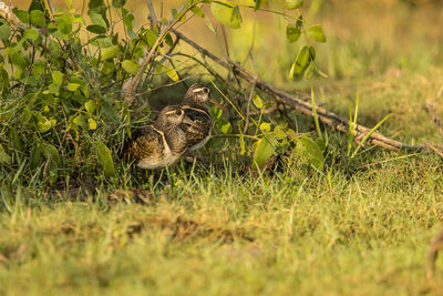 Close-up of birds perching on land