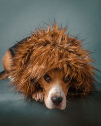 Beagle portrait with faux fur scarf