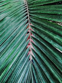 Full frame shot of green leaves