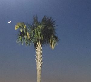 Low angle view of palm trees against blue sky